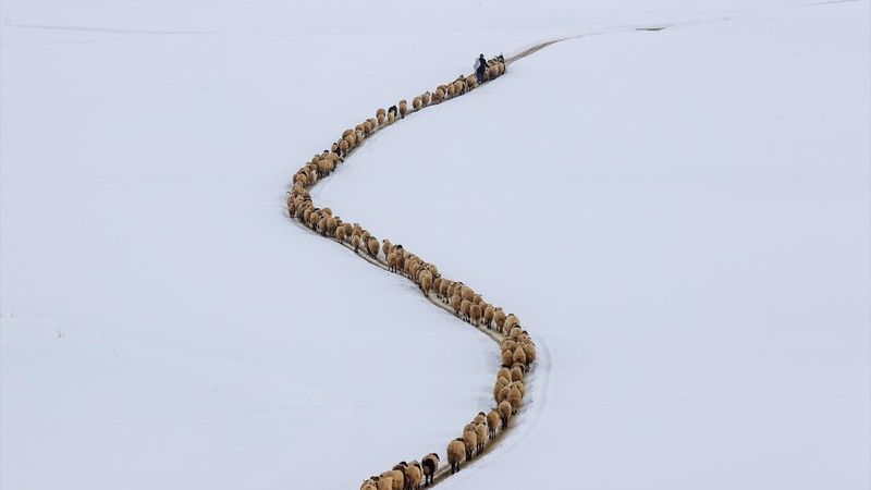 Van'da besiciler, zorlu kış şartlarında mücadele ediyor