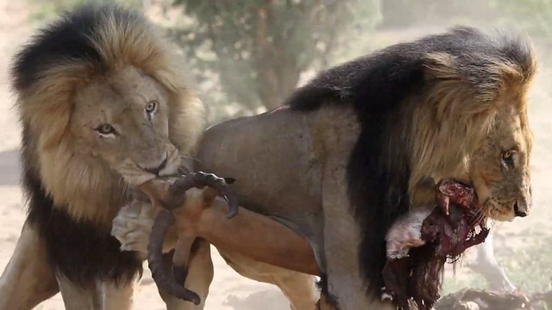 Afrika'da erkek aslan, leoparın yemeğini ağaçtan aldı