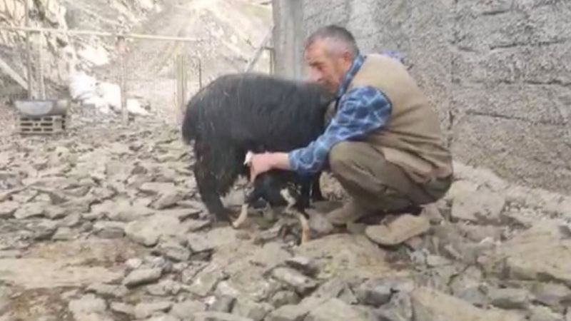 Şırnak'taki oğlak, 3 bacaklı dünyaya geldi