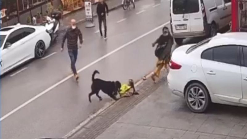 Kocaeli'de köpek tehlikesi: Kardeşini kucağından düşürdü