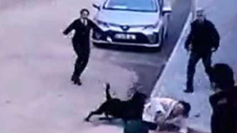 Gaziantep’te bahçeden kaçan köpek, kadına saldırdı