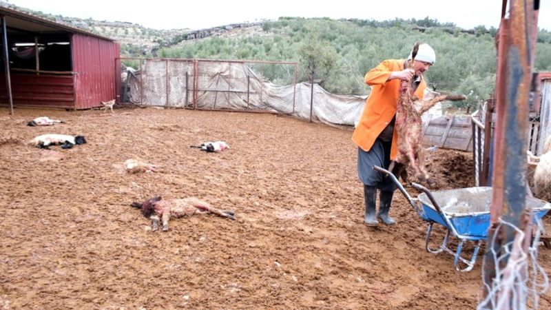 Mersin'de sokak köpekleri ağıla girip kuzu ve tavukları öldürdü