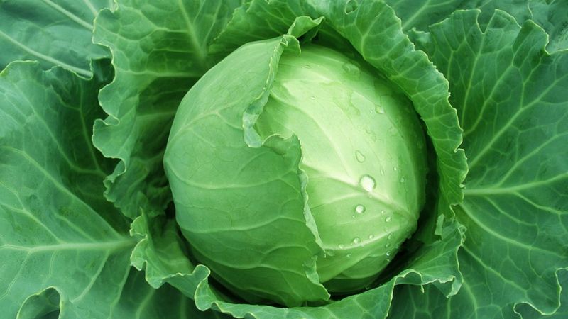 Daha sık lahana yemek için 5 neden