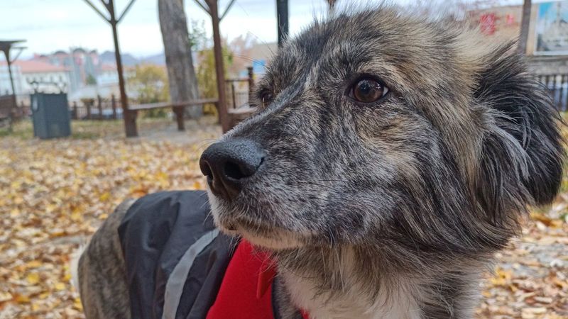 Sivas'ta 1 haftadır kayıp Dobby'i bulana ödül verilecek