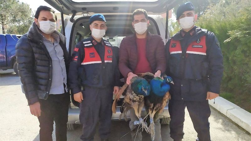 Denizli'deki hırsızlık çetesi, çalınan tavus kuşlarını yeme kavgası yaptı