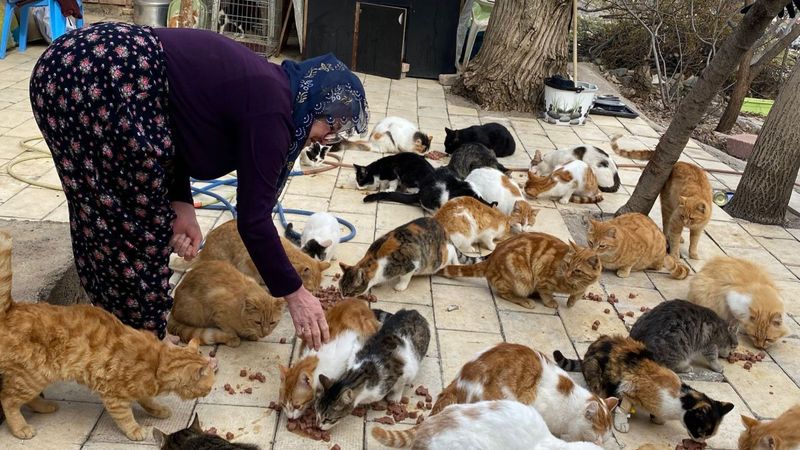 Elazığ'da Nuriye Teyze, 70 kedinin annesi oldu