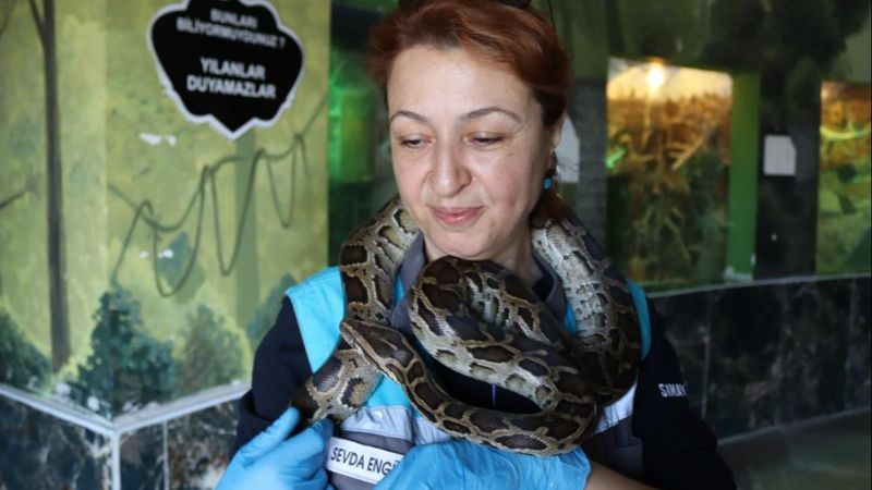 Kayseri'deki yılan bakıcısı kadın: Aramızda sevgi bağı oluştu