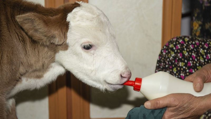Tunceli'de ameliyat olan buzağıya evlerinde bakıyorlar