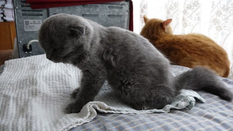 Trabzon'da kediyi duvara fırlatan sanık hakkında duruşmaya zorla getirme kararı