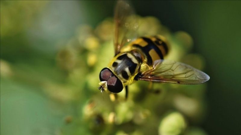 İHA'ların tespiti için çiçek sineğinin beyni inceleniyor