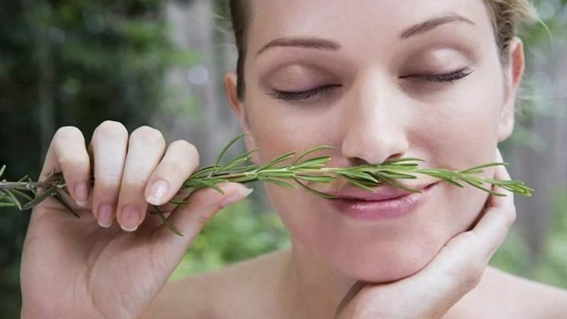 İngiltere’de biberiye üzerine araştırma: Hafızayı güçlendiriyor