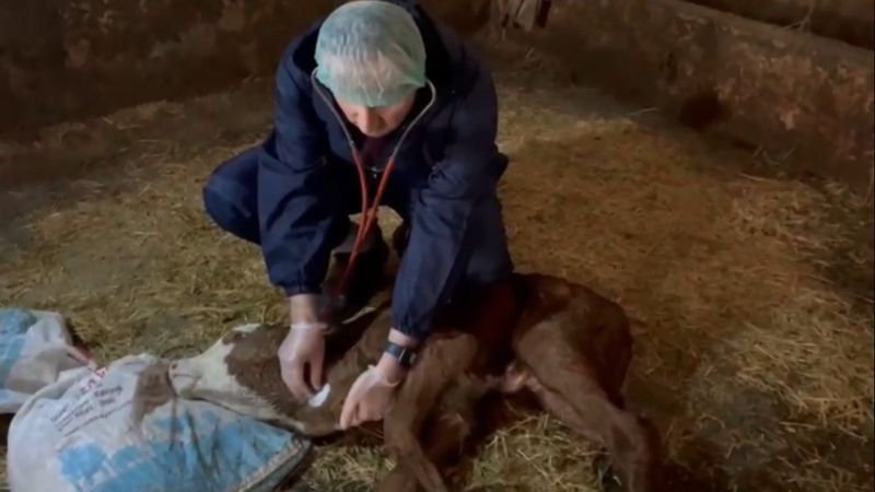 Kastamonu'da kalbi boynunda atan buzağı, veterineri şaşırttı