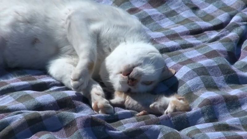 Hatay'da kedinin ölen yavrusuna karşı tavrı duygulandırdı