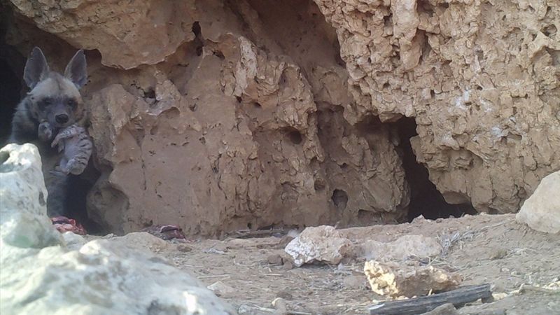 Fırat Nehri'nde nesli tükenme tehlikesi altındaki çizgili sırtlan görüntülendi