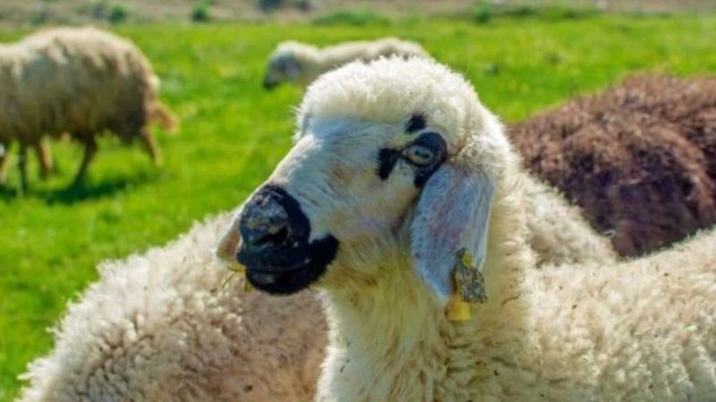 Adıyaman'da bir çoban, koyun sürüsünün sahibini kurt zannederek vurdu