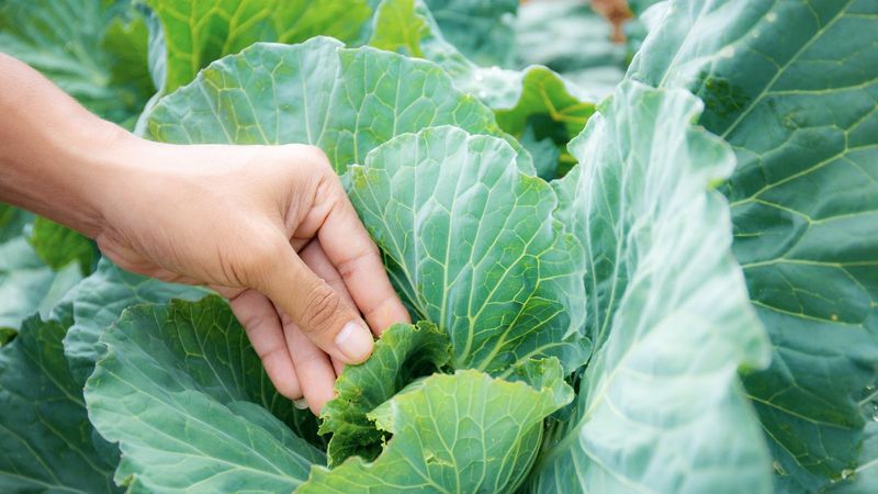 Lahana yaprağı kullanmanın 9 inanılmaz yolu