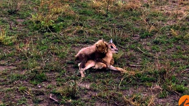Tanzanya'da anne çitanın yavrularına avlanmayı öğretme anları
