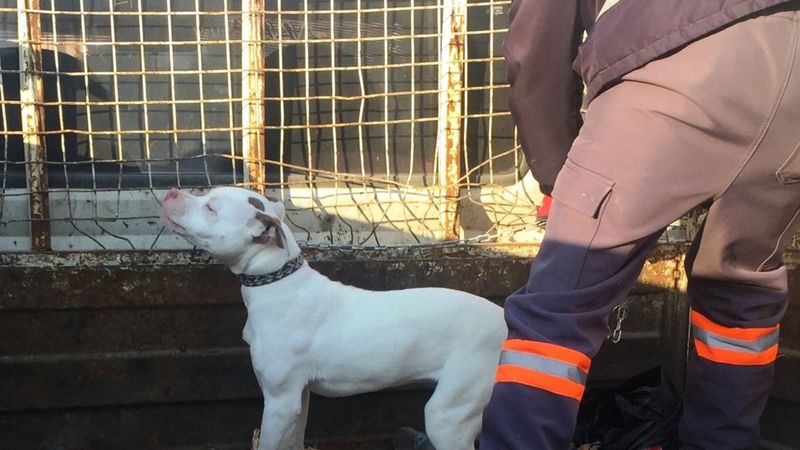 Konya'da bulunan yasaklı ırk köpek yakalanıp barınağa götürüldü
