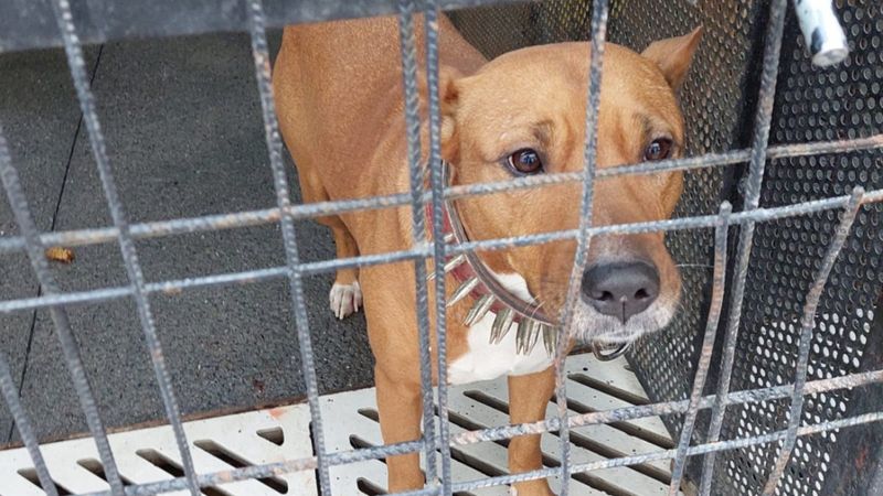 Güngören'de gence saldıran pitbull barınağa teslim edildi