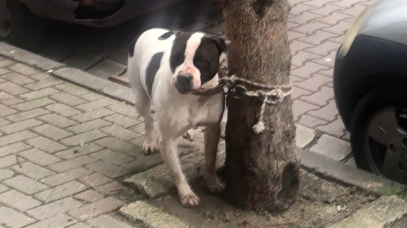 Avcılar'da pitbull bahçedeki köpeğe saldırdı