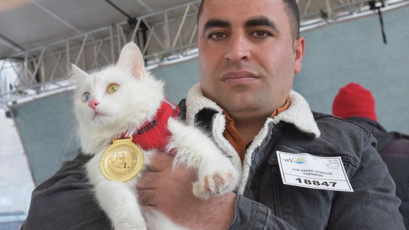 Van’da, kediler arası güzellik yarışması yapıldı