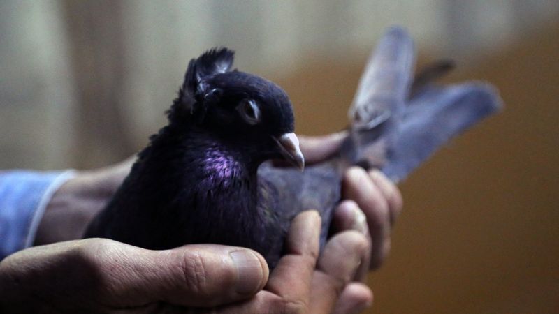 Gümüşhane'nin meşhur güvercini 'Kelkit Tepelisi'