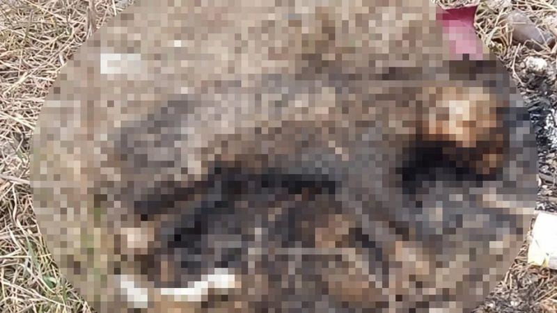 Eskişehir'de bir kedinin yakılarak öldüğü belirlendi