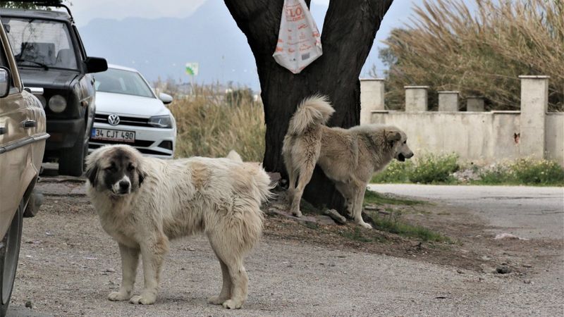 Mahra'nın ölümüne neden olan köpekler korku yaşatmaya devam ediyor
