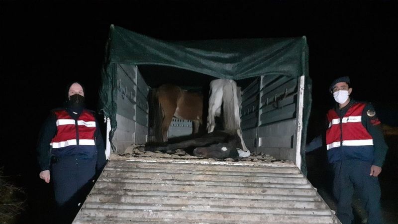 Manisa'da eşek etini piyasaya sürmeye çalışanlara suçüstü yapıldı