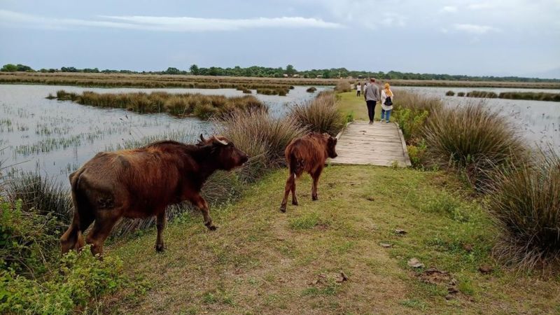 Samsun'da manda yetiştiren çiftçilere destek projeleri
