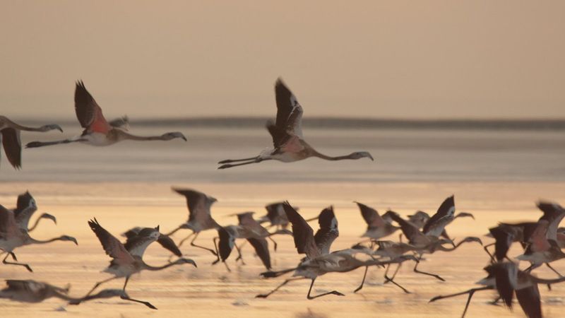 Tuz Gölü, flamingo göçü almaya başladı