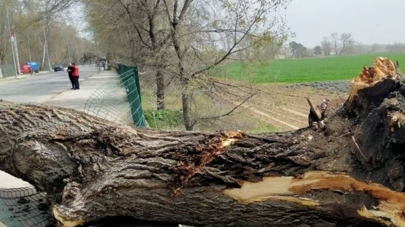 Edirne’de şiddetli fırtına ağaçları devirdi