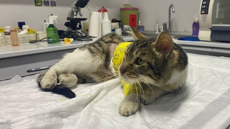 Zonguldak'taki kediye çarpan araç, organlarının yerini değiştirdi