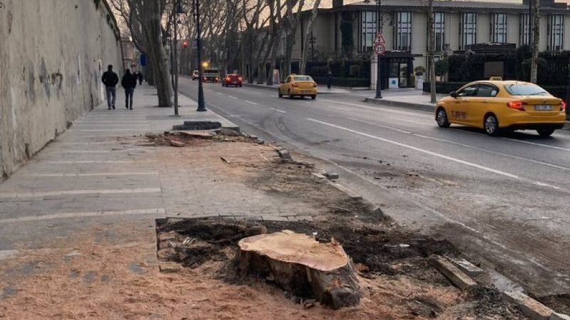 İstanbul Çevre Konseyi: Ağaçlar çeşitli bahanelerle yok edildi