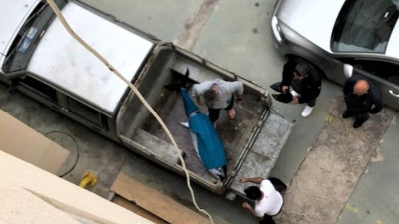 Antalya'da yakaladıkları orkinos balığını kamyonetle eve götürdüler