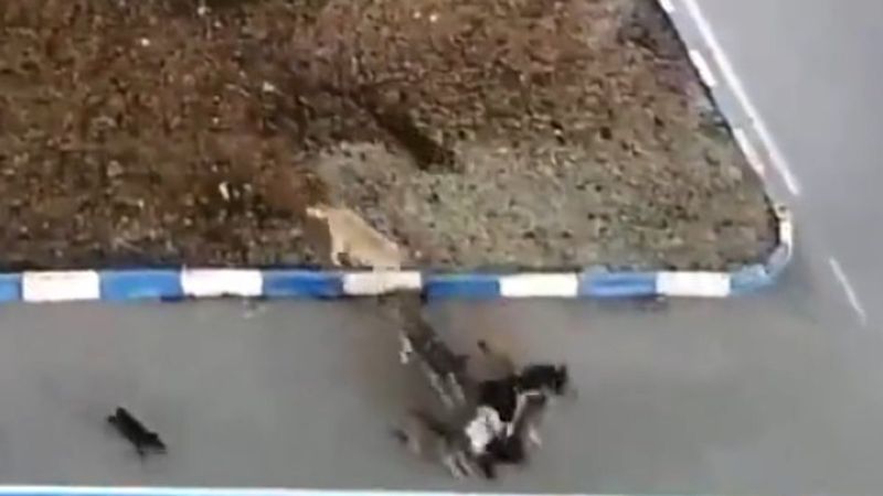Van'da köpekler, kız çocuğuna saldırdı