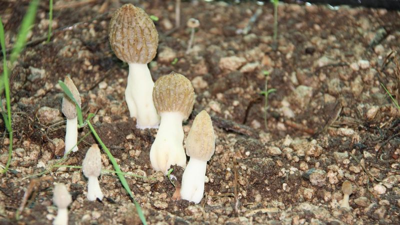 Mersin’de yaşı 400 TL, kurusu 3 bin TL olan mantar serada yetiştirildi