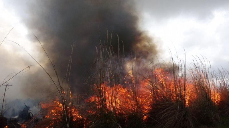 Antalya'da sazlıkta çıkan yangın kontrol altına alındı