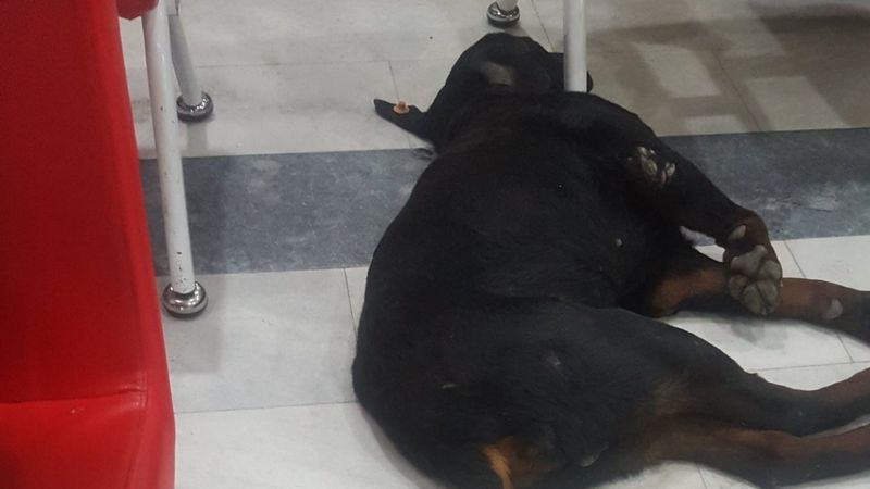 Kocaeli'de hastanedeki köpekler koridora pisledi