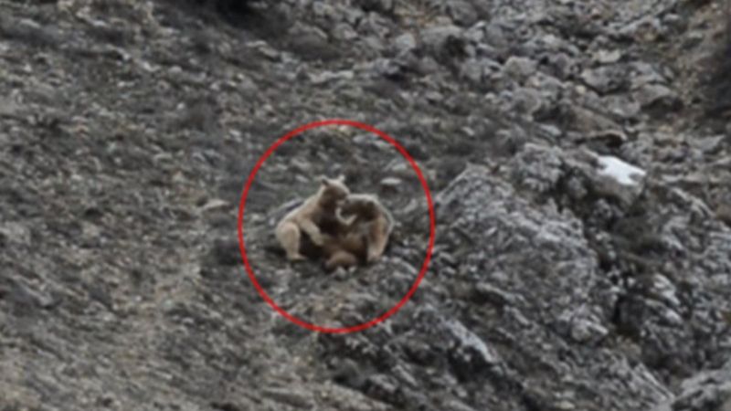 Tunceli'de kış uykusundan uyanan ayılar, oyun oynadı