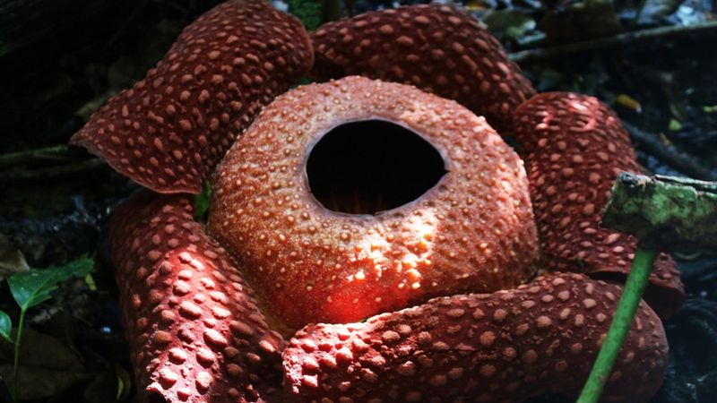 Endonezya'daki evin bahçesinde ceset çiçeği açtı