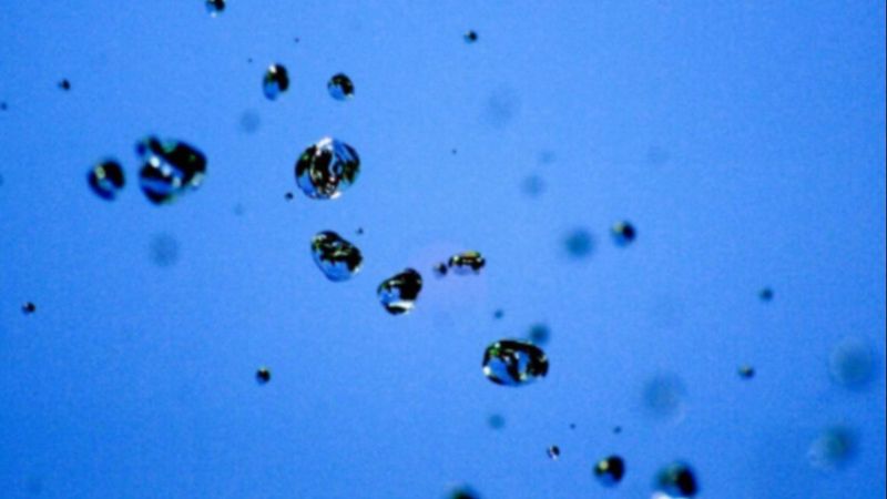 Dünya okyanuslarında tehlike: 5 bin 500’den fazla yeni virüs