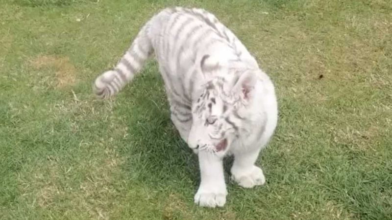 Silivri'de yasa dışı hayvan kaçakçılığı yapan şahıs yakalandı