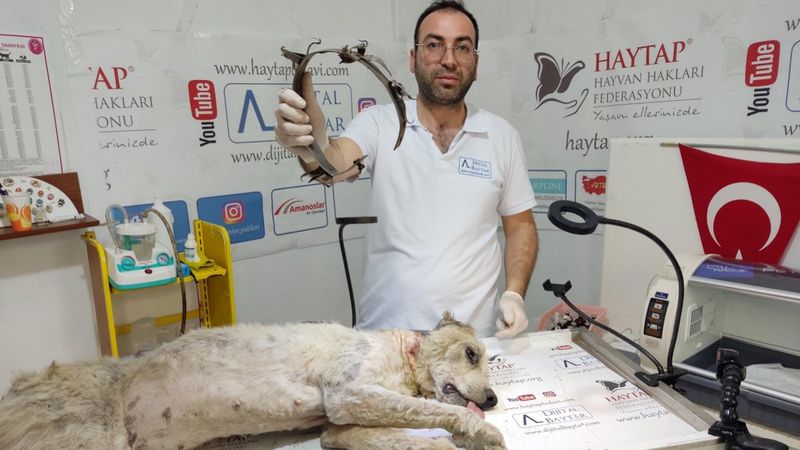 Osmaniye'de köpeğe metal tasmalı işkence