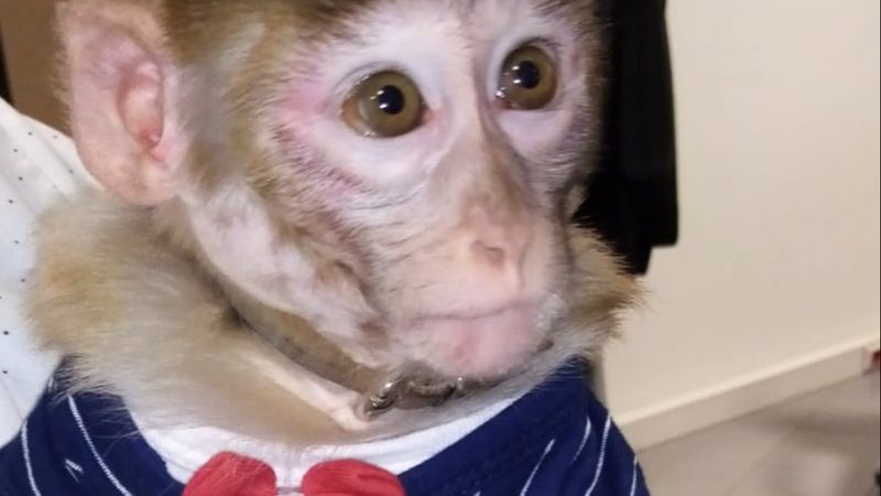 Kayseri'de maymun besleyen şahsa ceza