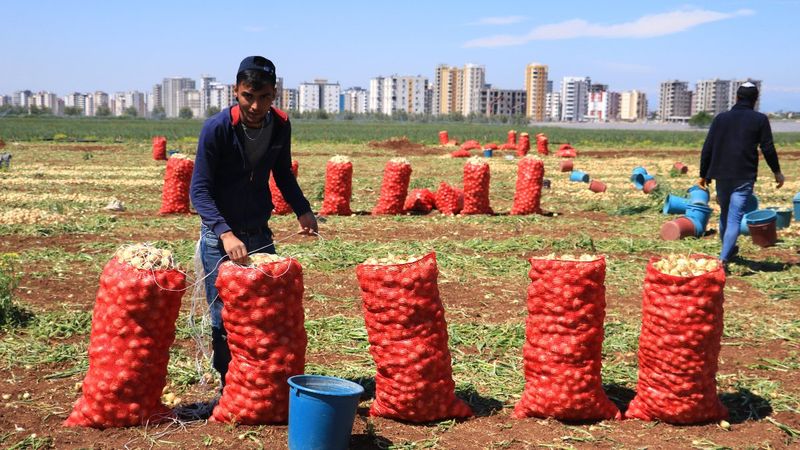 Adana'da hasat zamanı: Soğanlar toplanıyor