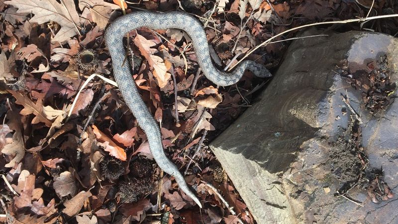 Sinop'ta boynuzlu engerek, kış uykusundan uyandı