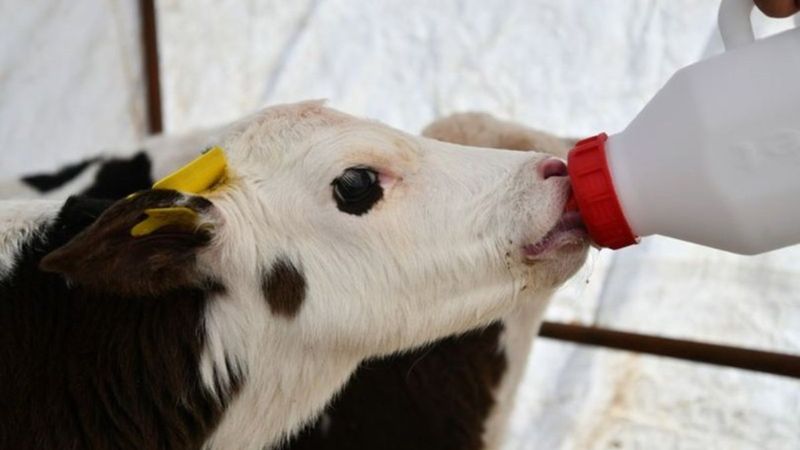 Buzağı destekleri ne zaman yatırılacak 2022?