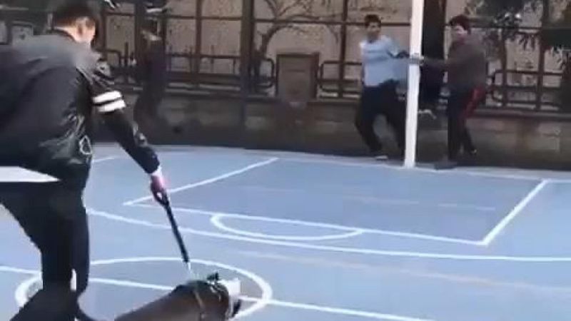 Pitbullu magandanın 'şakasında' faciadan dönüldü