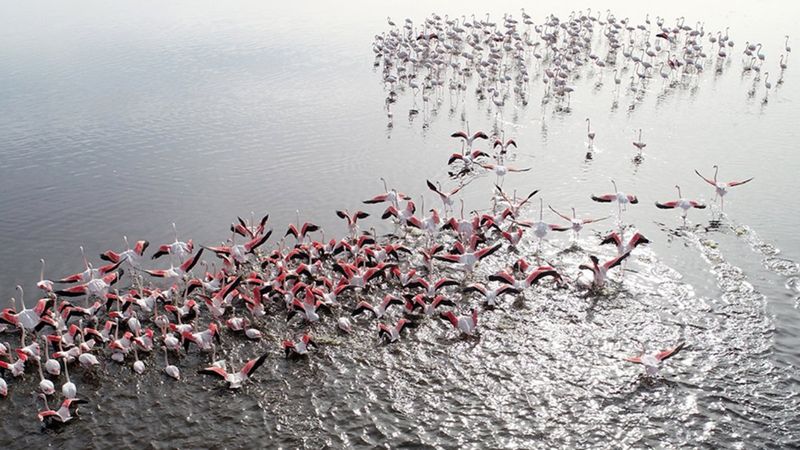 Kayseri'de sazlığa göç eden flamingolar